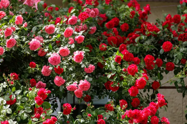 Beautiful rose garden. Background with selective focus and copy space for text.