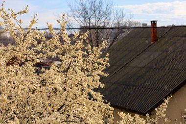 Yağmur ve çiçek açan ağaçlar seçici odaklı, uyumlu. Bahar arkaplanı