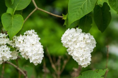 Çiçekli leylak. Seçici odaklı arkaplan ve metin için alanı kopyala.