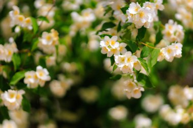 Çiçekli çalılar. Seçici odaklı arkaplan ve metin için alanı kopyala.