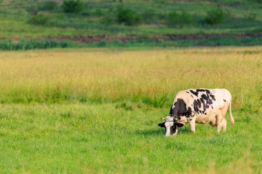 Köydeki çayırdaki inek. Seçici odaklı arkaplan ve metin için alanı kopyala