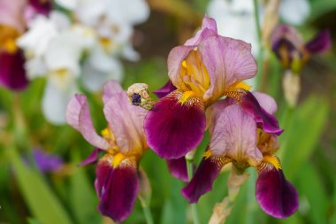 Çiçek tarlasında bir çiçek. Seçici odaklı arkaplan ve metin için alanı kopyala.