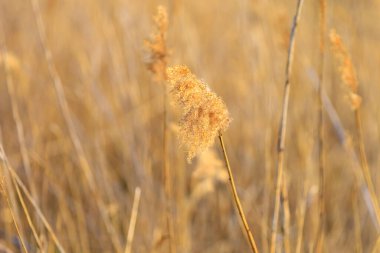 Yumuşak kamış. Seçici odaklı arkaplan ve metin için alanı kopyala.