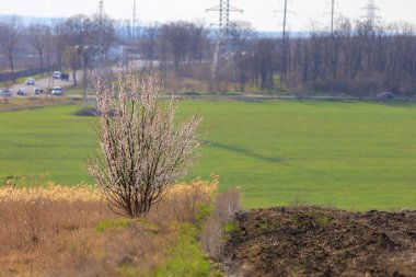 İlkbaharda bir tarlada seçici bir odak ile çiçek açan meyve ağacı. Bahar arkaplanı