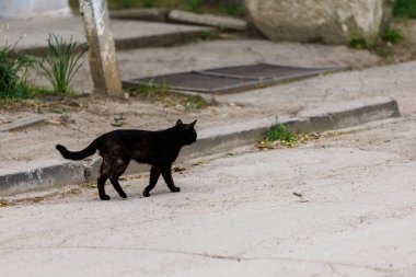 Kara kedi. Batıl inanç kavramı. Seçici odaklı arkaplan ve metin için alanı kopyala