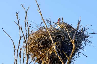 Leylekler yakın planda. Seçici odaklı arkaplan ve metin için alanı kopyala