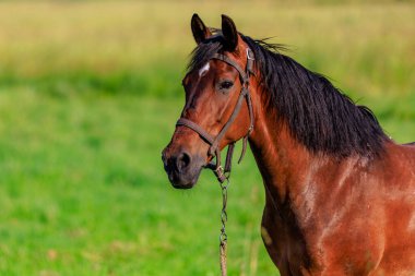Otlaktaki at. Seçici odaklı arkaplan ve metin için alanı kopyala