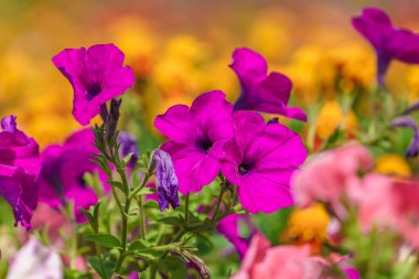 Çiçek tarlasında çok güzel çiçekler var. Seçici odaklı arkaplan ve metin için alanı kopyala.