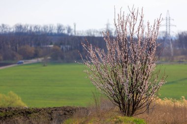 İlkbaharda bir tarlada seçici bir odak ile çiçek açan meyve ağacı. Bahar arkaplanı
