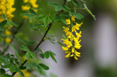 Bobovnik ağacında çiçekler ya da altın yağmurda. Şehir çevresini yeşillendiriyor. Seçici odak ve kopyalama alanı olan arkaplan