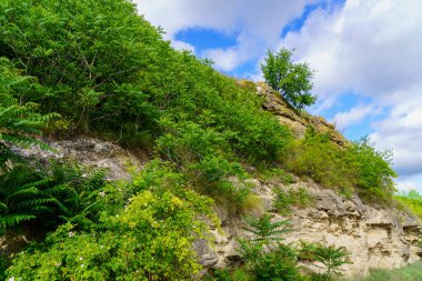 Rocky doğa. Seçici odaklı arkaplan ve metin için alanı kopyala.