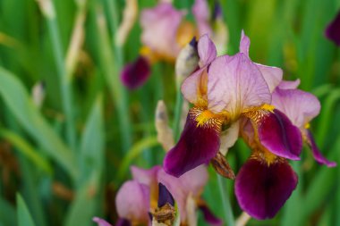 Çiçek tarlasında bir çiçek. Seçici odaklı arkaplan ve metin için alanı kopyala.