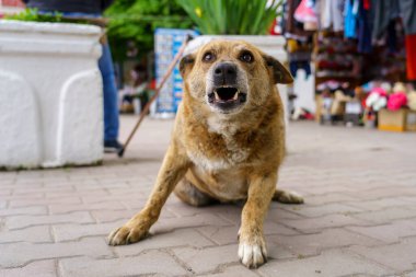 Evsiz köpek. Seçici odaklı arkaplan ve metin için alanı kopyala