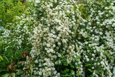 Çiçekli çalılar. Seçici odaklı arkaplan ve metin için alanı kopyala.