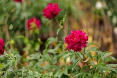 Çiçek tarlasında bir çiçek. Seçici odaklı arkaplan ve metin için alanı kopyala.