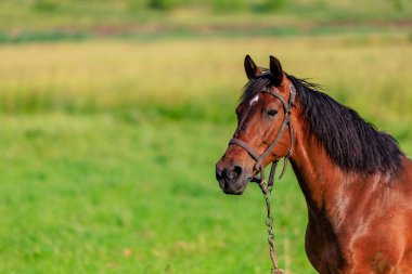 Otlaktaki at. Seçici odaklı arkaplan ve metin için alanı kopyala