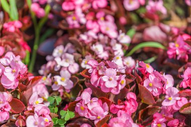 Çiçek tarlasında çok güzel çiçekler var. Seçici odaklı arkaplan ve metin için alanı kopyala.