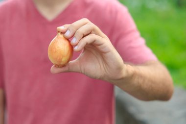 Adamın eli soğan tutuyor. Bulanık arkaplan ve metin için kopyalama alanı olan ellere seçici odak.