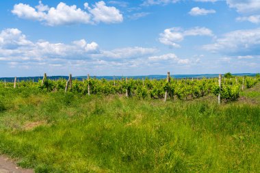 Elit şarap üzüm tarlaları. Seçici odaklı arkaplan veya arkaplan ve metin için alanı kopyala.