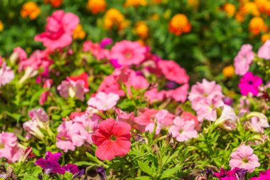 Çiçek tarlasında çok güzel çiçekler var. Seçici odaklı arkaplan ve metin için alanı kopyala.