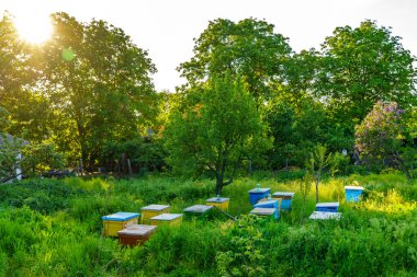 Arı kovanları. Seçici odaklı arkaplan ve metin için alanı kopyala.