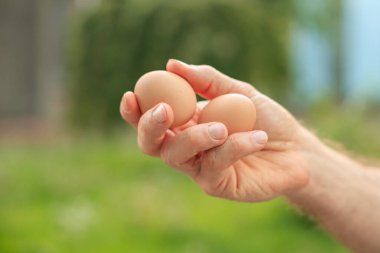 Bir adamın eli iki yumurta tutar. Bulanık arkaplan ve metin için kopyalama alanı olan ellere seçici odak.