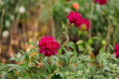 Çiçek tarlasında bir çiçek. Seçici odaklı arkaplan ve metin için alanı kopyala.