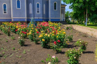 Çiçeklerle süslenmiş. Seçici odaklı arkaplan ve metin için alanı kopyala.