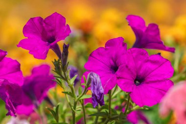 Çiçek tarlasında çok güzel çiçekler var. Seçici odaklı arkaplan ve metin için alanı kopyala.
