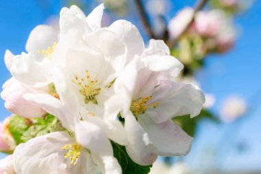 İlkbaharın başlarında seçici odak noktası olan meyve ağacı çiçeği. Bahar arkaplanı