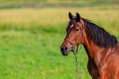 Otlaktaki at. Seçici odaklı arkaplan ve metin için alanı kopyala