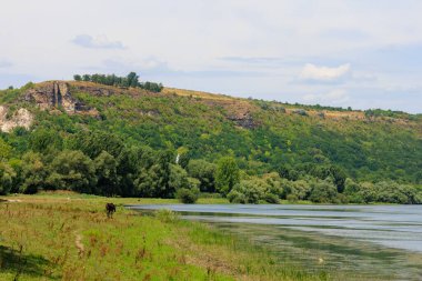 At nehir kenarında otluyor. Seçici odak ve kopyalama alanı olan arkaplan