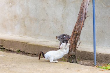 Sokaktaki kedi. Seçici odaklı arkaplan ve metin için alanı kopyala