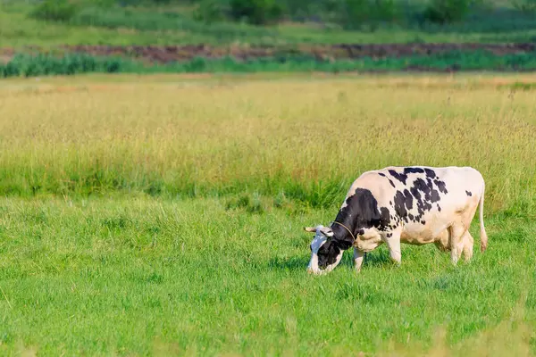 Cow in the village on the pasture. Background with selective focus and copy space for text