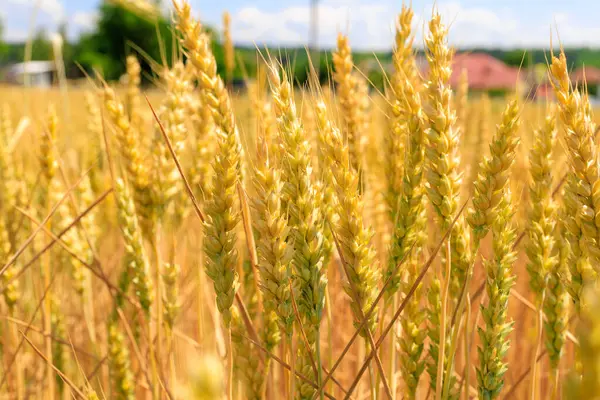 Ukrainian wheat in the field of Ukraine. Concept of grain deal and food security in the world. Background with selective focus and copy space for text.