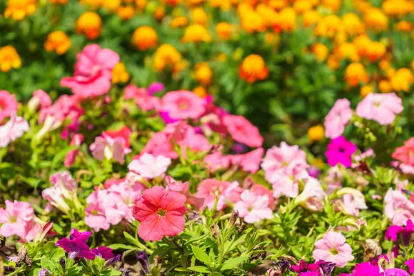 Çiçek tarlasında çok güzel çiçekler var. Seçici odaklı arkaplan ve metin için alanı kopyala.