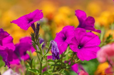 Çiçek tarlasında çok güzel çiçekler var. Seçici odaklı arkaplan ve metin için alanı kopyala.