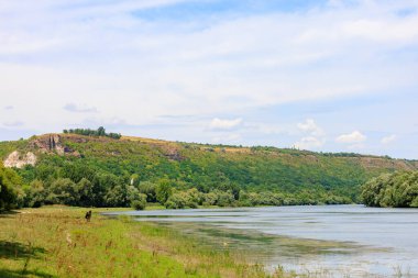 At nehir kenarında otluyor. Seçici odak ve kopyalama alanı olan arkaplan
