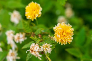 Çiçek tarlasında bir çiçek. Seçici odaklı arkaplan ve metin için alanı kopyala.