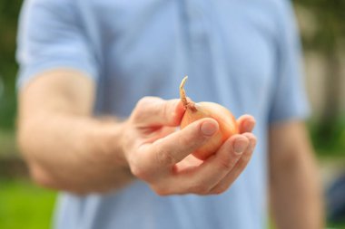 Bir adamın eli soğanı tutar. Bulanık arkaplan ve metin için kopyalama alanı olan ellere seçici odak.