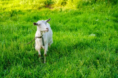Köydeki keçiler. Seçici odaklı arkaplan ve metin için alanı kopyala