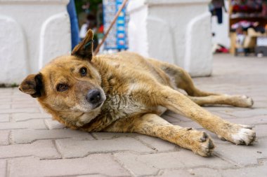 Evsiz köpek. Seçici odaklı arkaplan ve metin için alanı kopyala