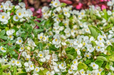 Çiçek tarlasında çok güzel çiçekler var. Seçici odaklı arkaplan ve metin için alanı kopyala.