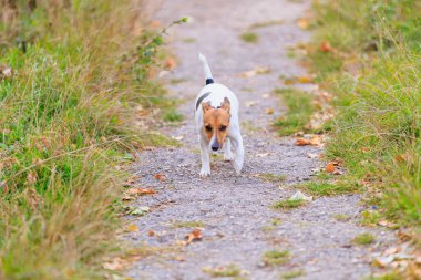 Sevimli bir Jack Russell Terrier köpeği parkta yol boyunca koşar. Seçici odaklı evcil hayvan portresi ve metin için alanı kopyala