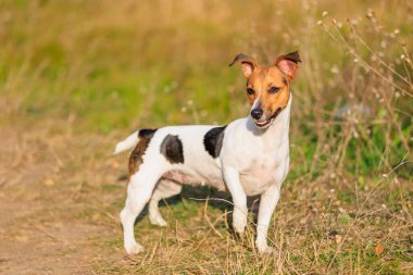 Tatlı bir Jack Russell Terrier köpeği ormandaki bir açıklıkta yürüyor. Seçici odaklı evcil hayvan portresi ve metin için alanı kopyala