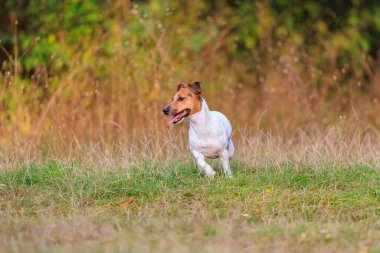 Sevimli bir Jack Russell Terrier köpeği doğada koşar. Seçici odaklı evcil hayvan portresi ve metin için alanı kopyala