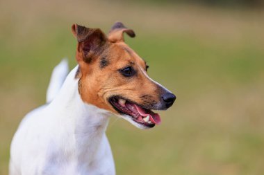 Bulanık doğa geçmişi olan Jack Russell Terrier cinsinin sevimli köpeği. Seçici odaklı evcil hayvan portresi ve metin için alanı kopyala