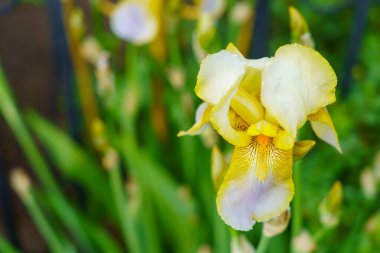 Çiçek tarlasında bir çiçek. Seçici odaklı arkaplan ve metin için alanı kopyala.