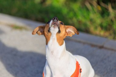 Şirin Jack Russell Terrier köpeği şehirde yürürken yemek istiyor. Seçici odaklı evcil hayvan portresi ve metin için alanı kopyala