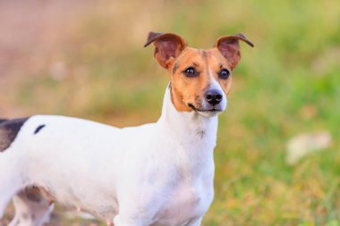 Şirin bir Jack Russell Terrier köpeği doğada yürüyor. Seçici odaklı evcil hayvan portresi ve metin için alanı kopyala